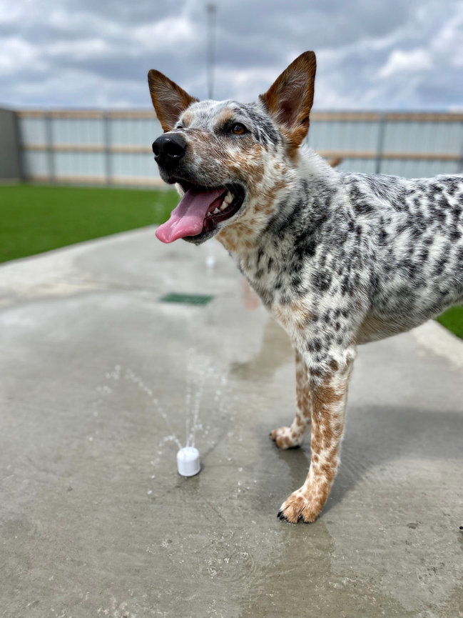 Why Dog Boarding at Amarillo Fetch Is Better Than Hiring a Pet Sitter