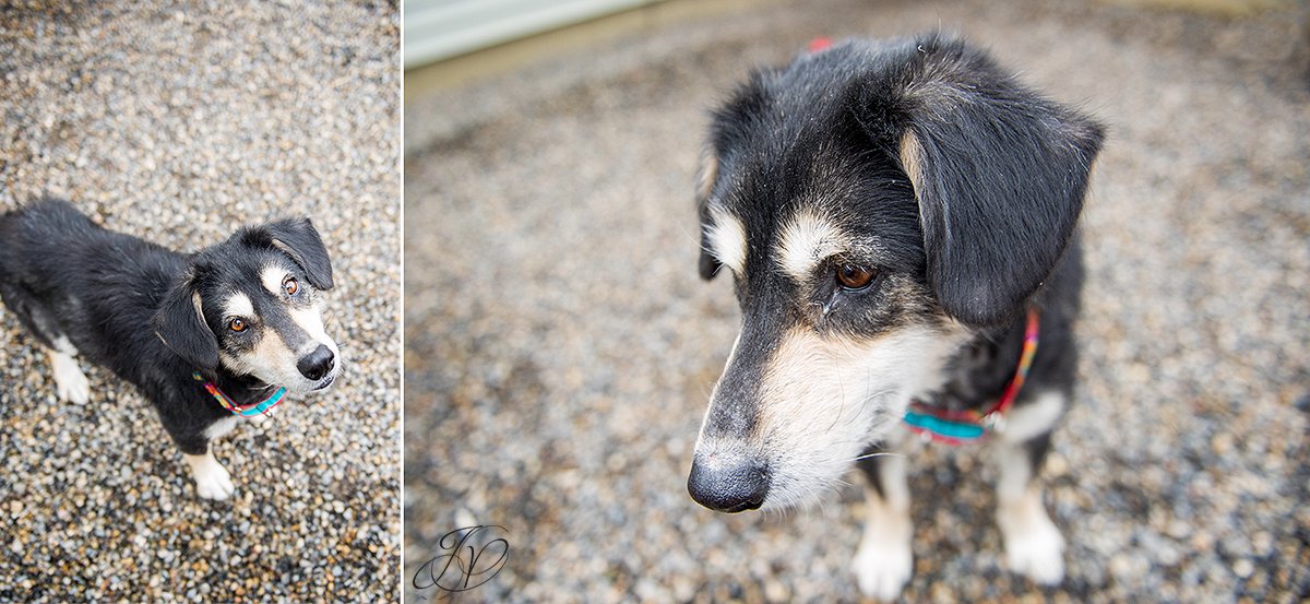 dog rescue photo, rescued dog photo, canine skin disease photo, regional animal shelter