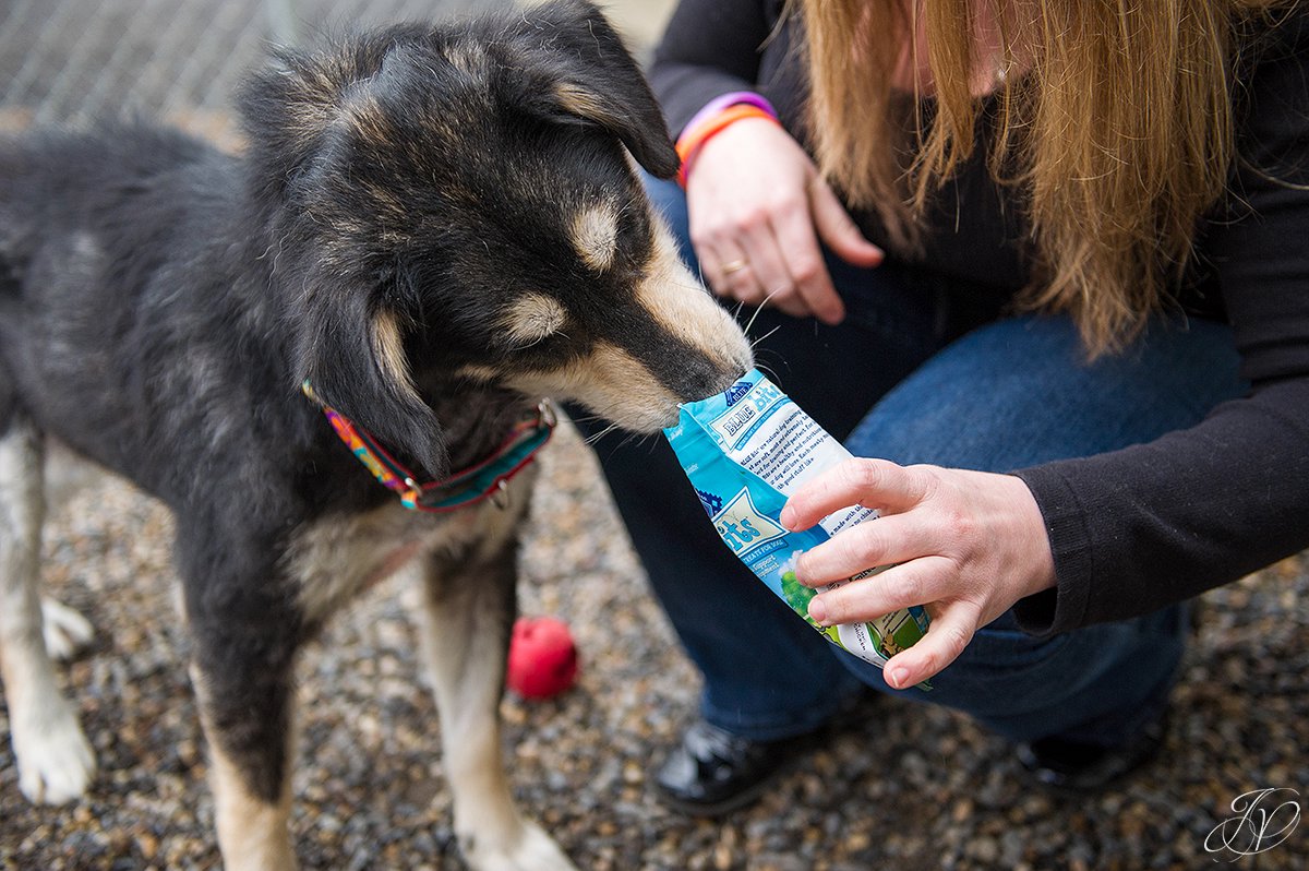 dog treats, training a dog, regional animal shelter, dog rescue photo, rescued dog photo, canine skin disease photo