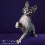 Nekkid Cats -- The Sphynx and Lykoi Photo Shoot