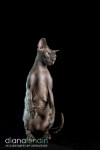 Nekkid Cats -- The Sphynx and Lykoi Photo Shoot