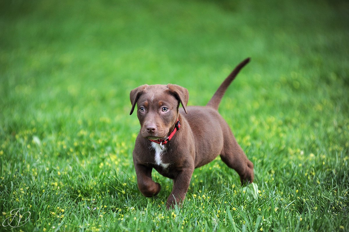 chocolate lab puppy in grass, albany pet photographer, albany pet photographers