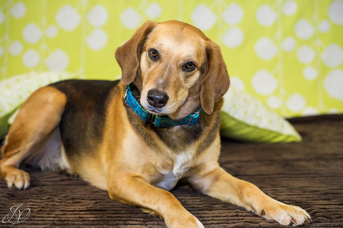 dog portrait fundraiser, fundraiser for dog shelter, regional animal shelter