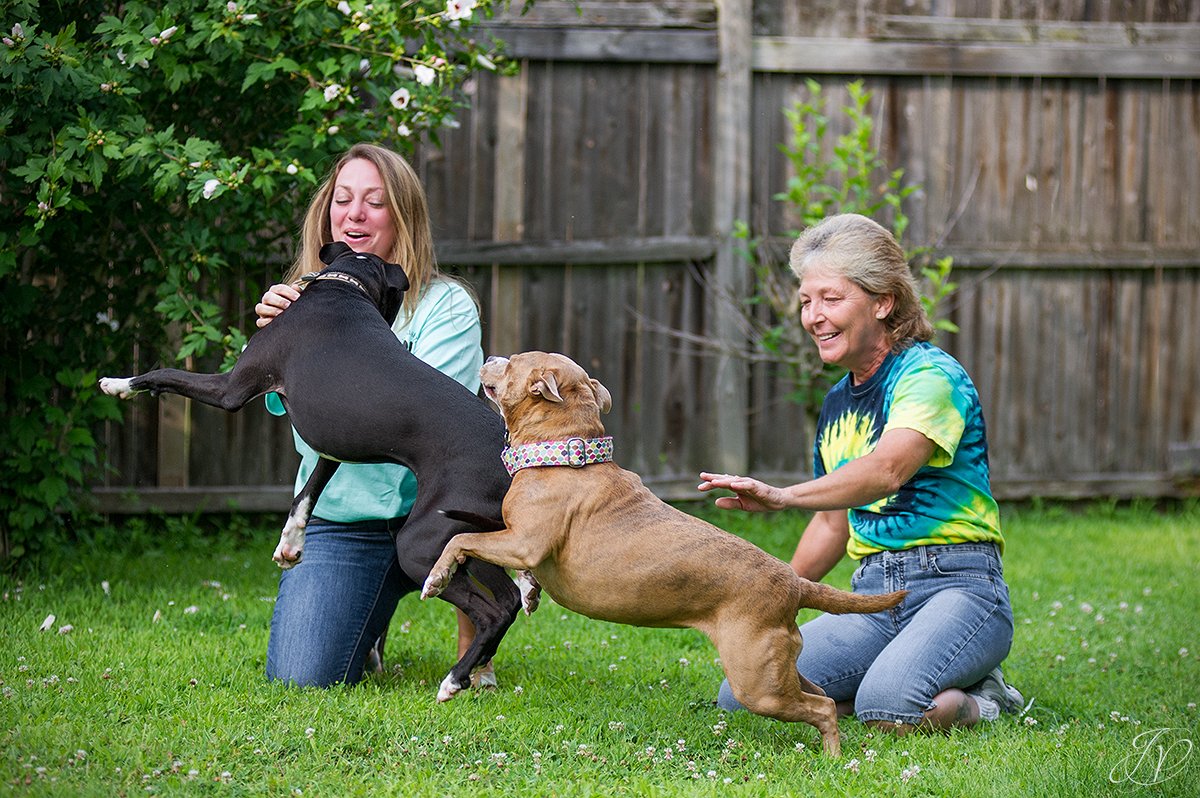 animal rescue, albany pet portrait photographer