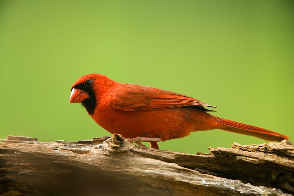 Birds Jim Zuckerman Photography