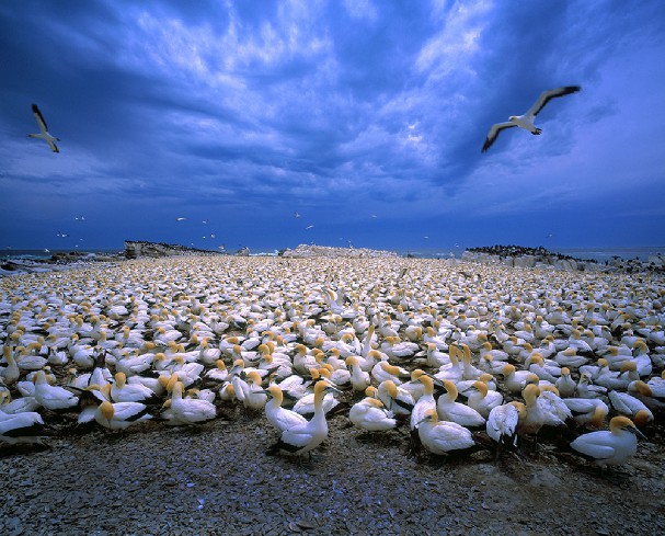 wide angle wildlife photography