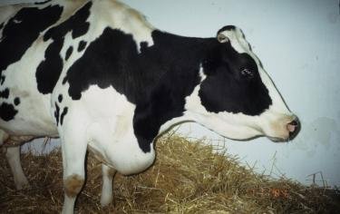 bovine leukemia virus