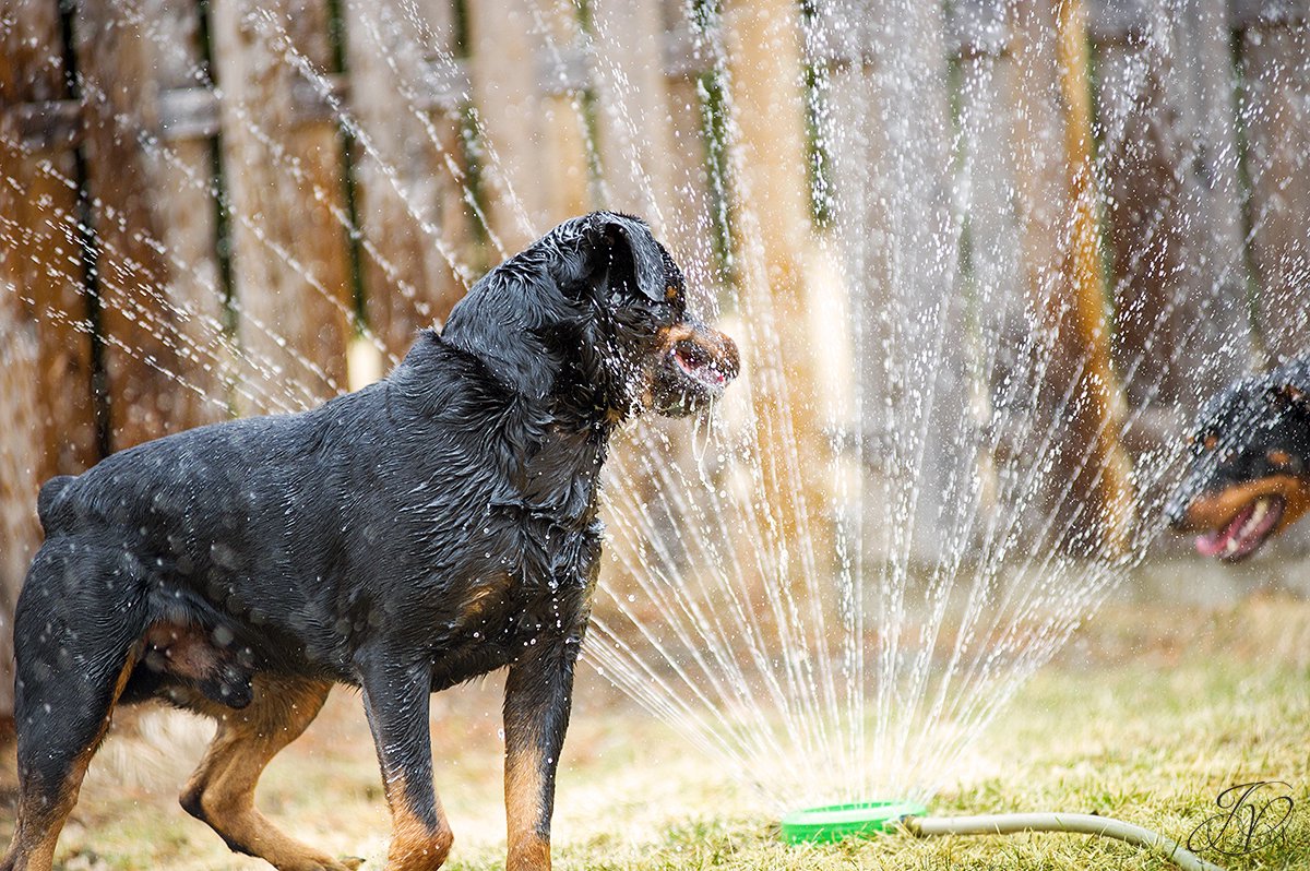 rottweiler portrait albany, beautiful rottweiler photos, albany pet portrait, albany pet photographer