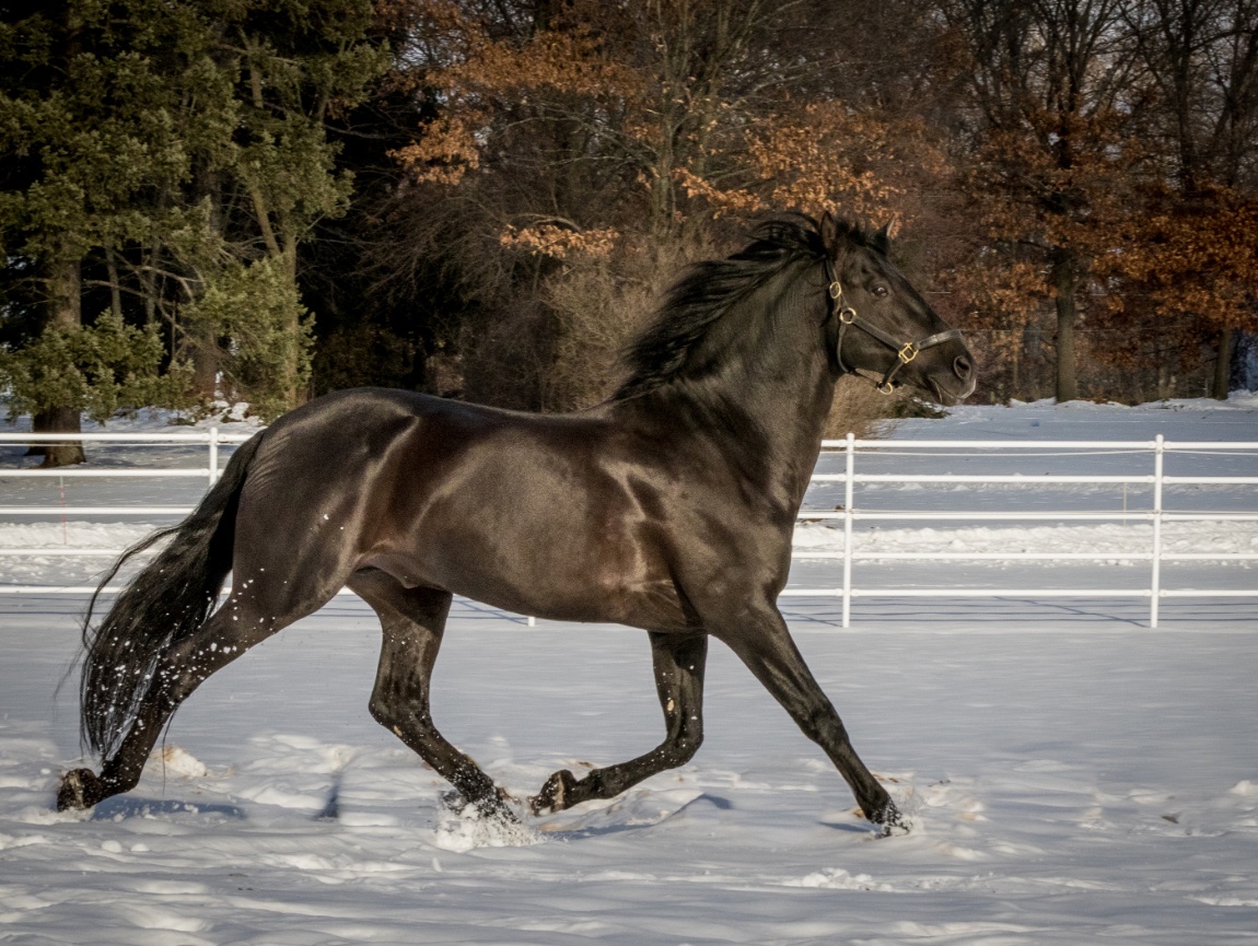 Winter Horses