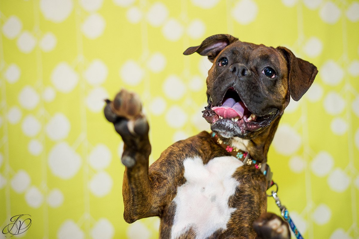 dog portrait fundraiser, fundraiser for dog shelter, regional animal shelter