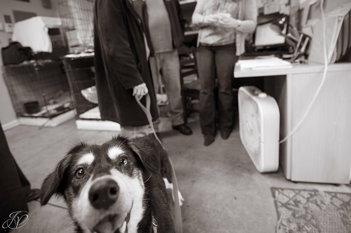 photo of dog happy to be adopted