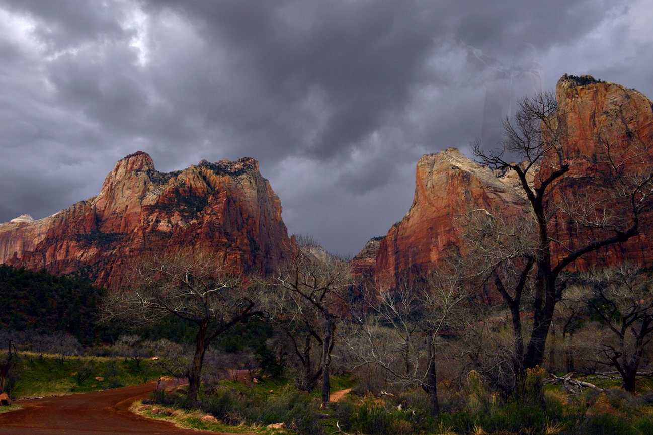 Lone Pine Among Many 20x30 / Custom