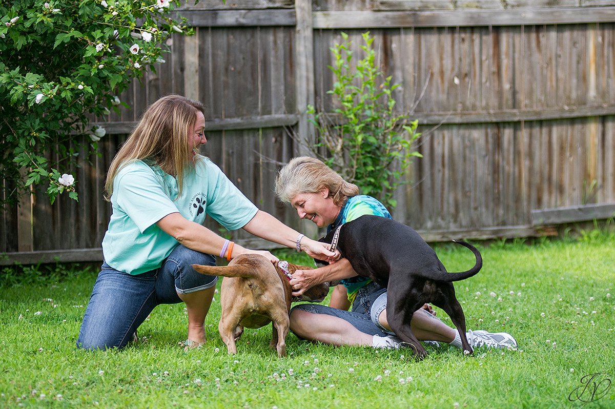 animal rescue, albany pet portrait photographer