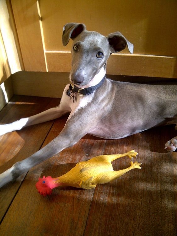 #8 Chickens & Greyhounds