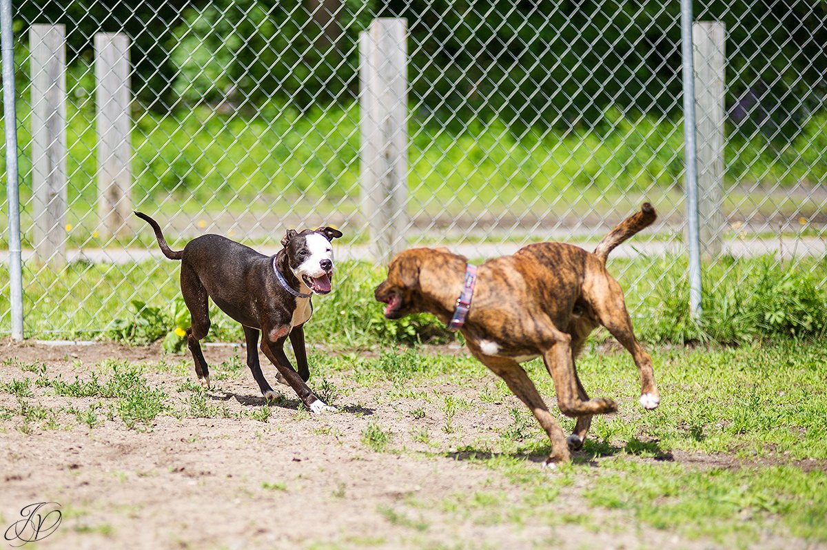 regional animal shelter dog rescue