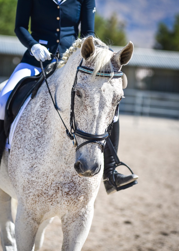 Torrey Pine Dressage