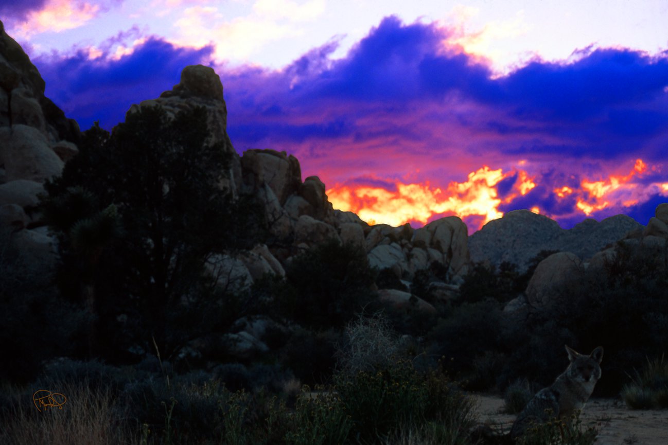 Ocotllo Sunset 20x30 / 26x40 / 33x50