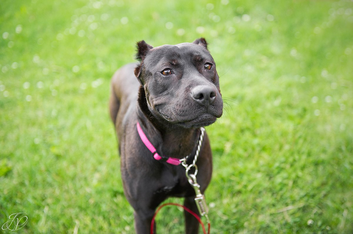pit bull, animal rescue, rescue dog