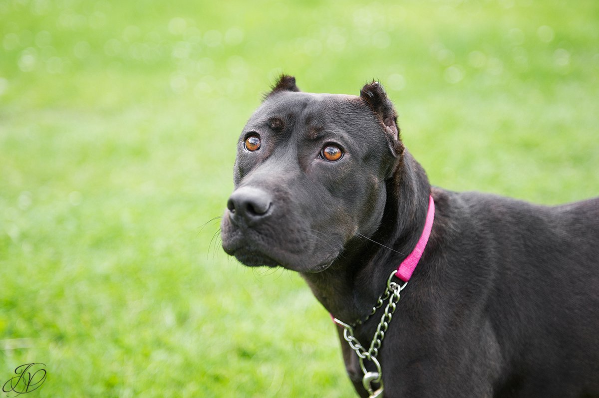 pit bull, animal rescue, rescue dog