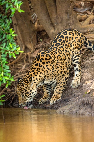 Jaguar, Pantanal, Brazil, wildlife