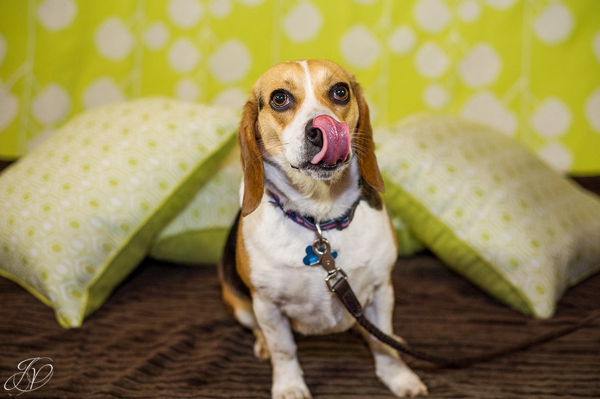 dog portrait fundraiser, fundraiser for dog shelter, regional animal shelter