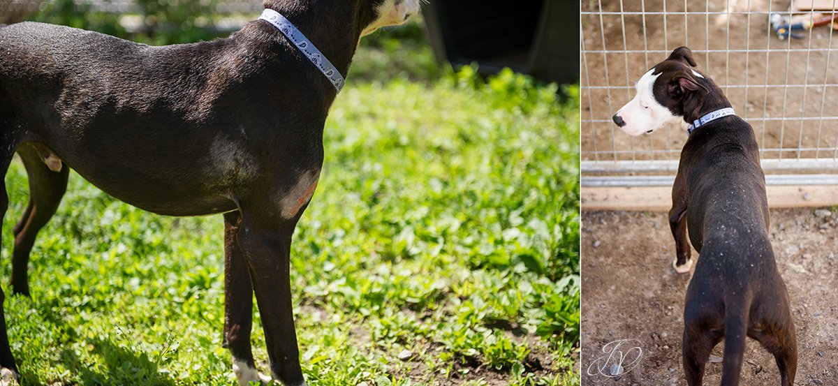 animal rescue, dog rescue