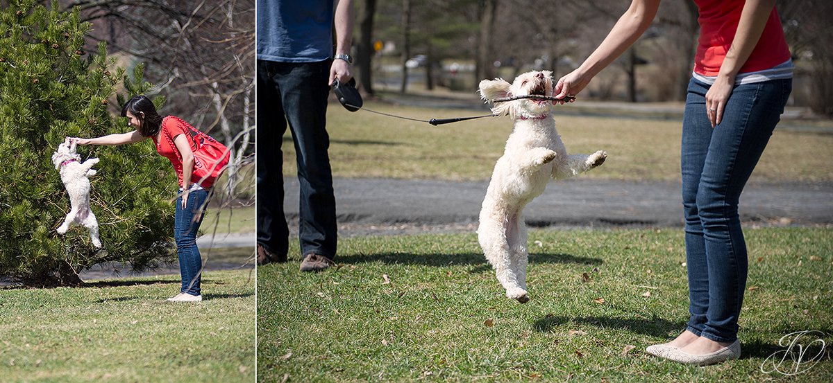 poodle jumps high for stick, girl plays fetch with poodle, albany engagement photographers, engagement session in washington park