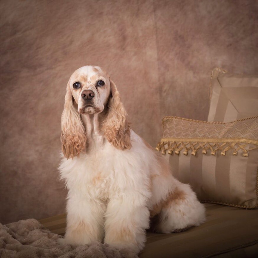 Meet Piper - In-Home Dog Photography Session in Queen Creek, Arizona