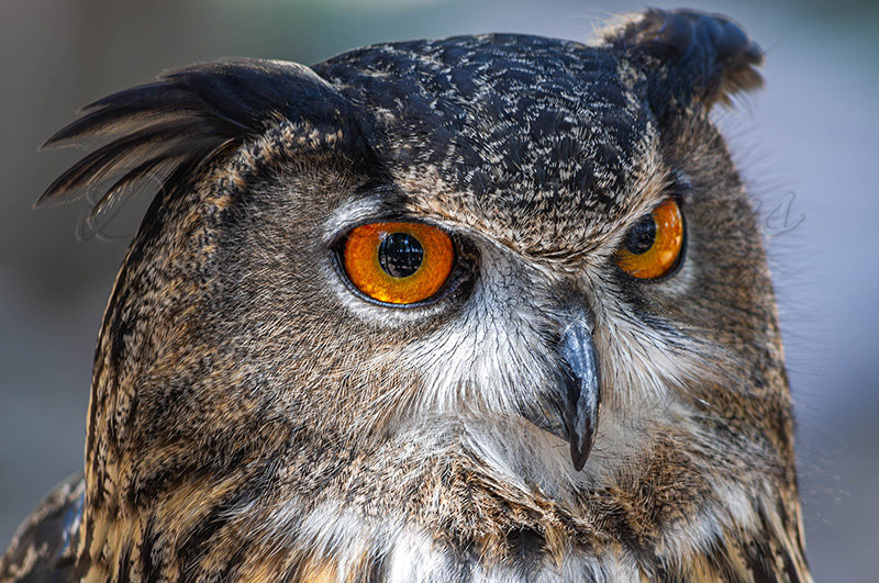 Kaiyah Takota The Final Chapter - A Novel Husky: Chapter 48