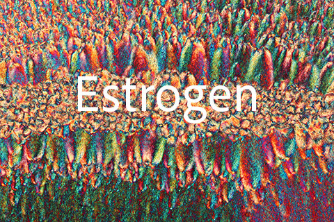 Estrogen 1
