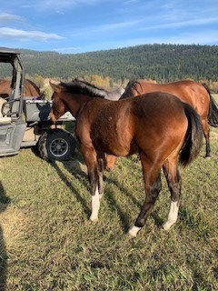 ARROW REFLECTIONS OF STRAY