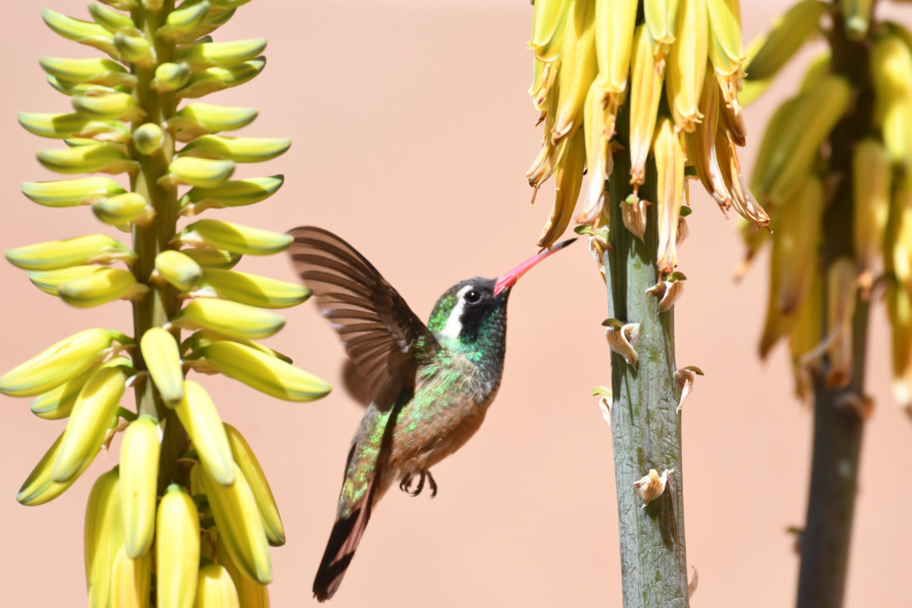 2024 TODOS SANTOS, BCS, WEEK 4
