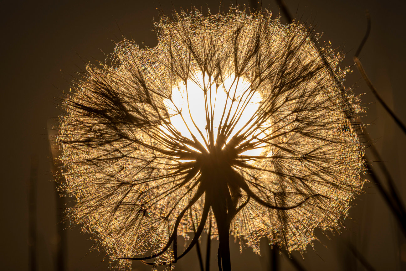 Goats Beard CH 4147