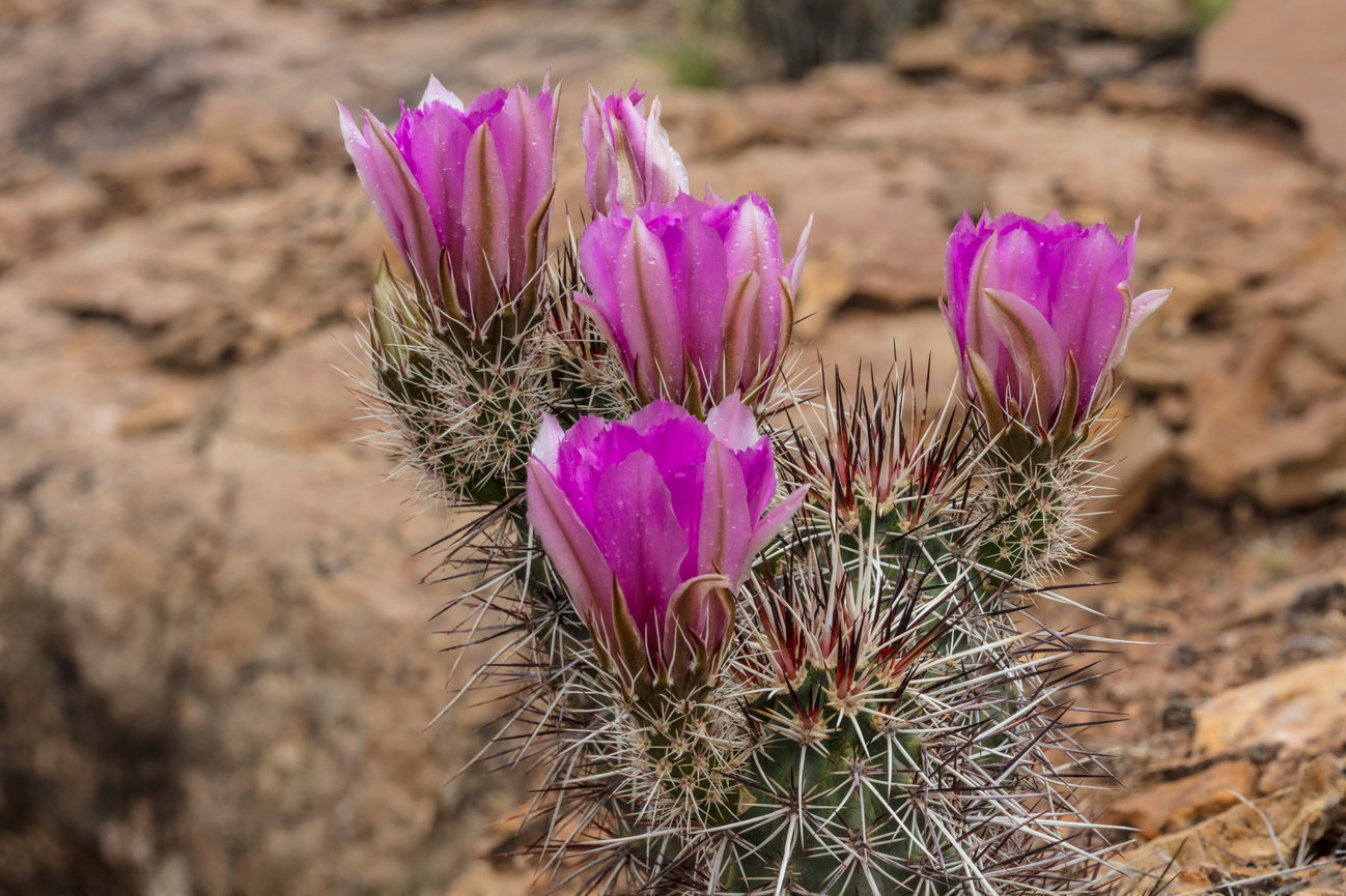 Hedgehog Cactus CH 4149