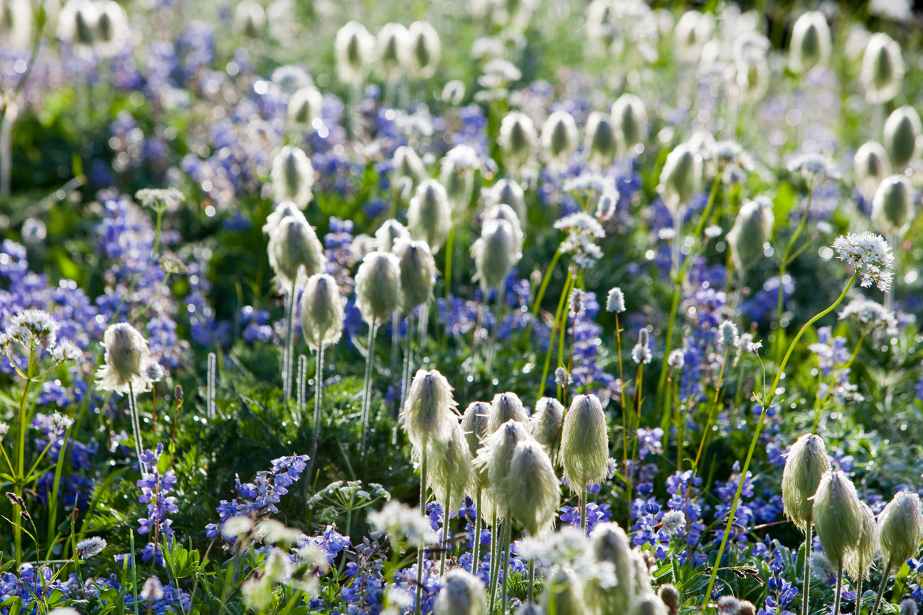 Mount Rainier Wildflowers CH 4169