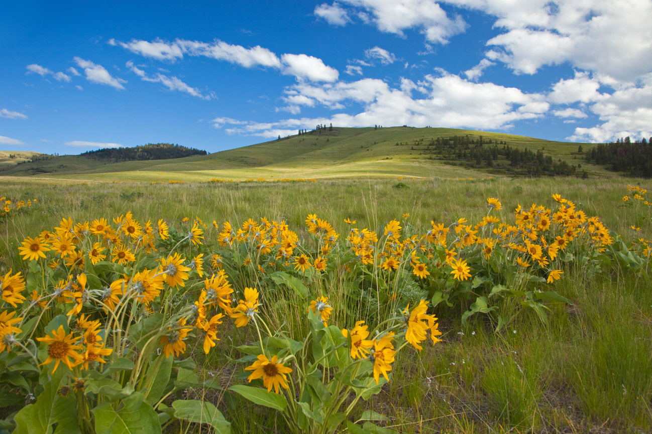 National Bison Range Balsomroot CH 4170