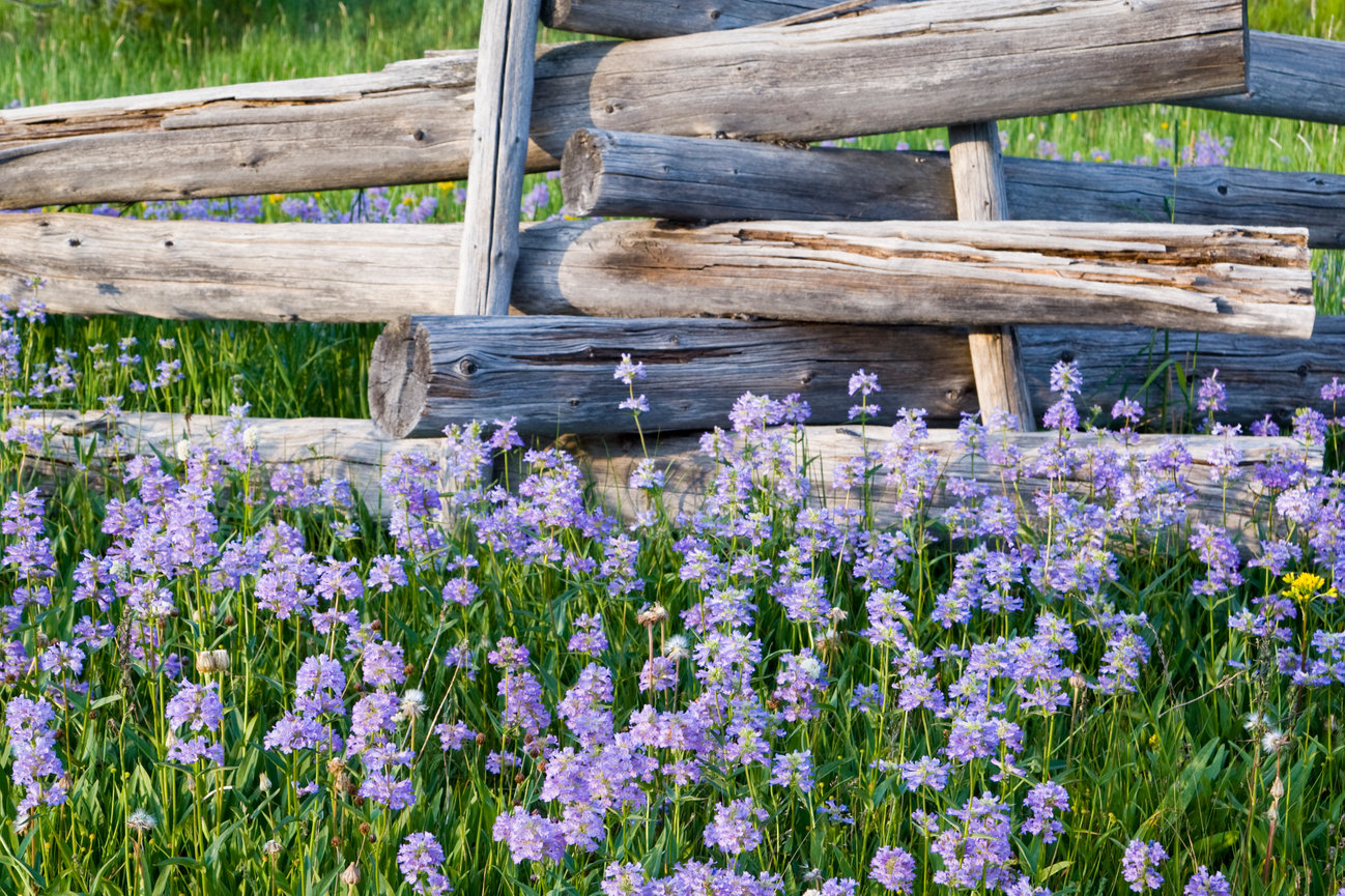 Sawtooth Penstemon CH 4182