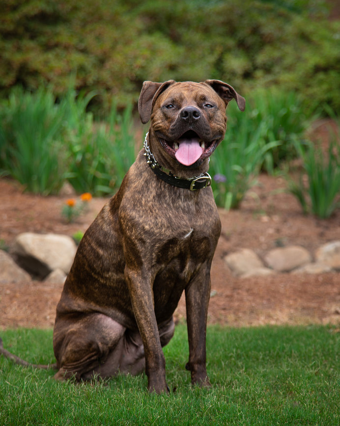 Tips To Prepare For Your Pet Photography Session