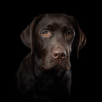 Why Print Your Pet Photography?