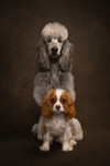 Why Print Your Pet Photography?