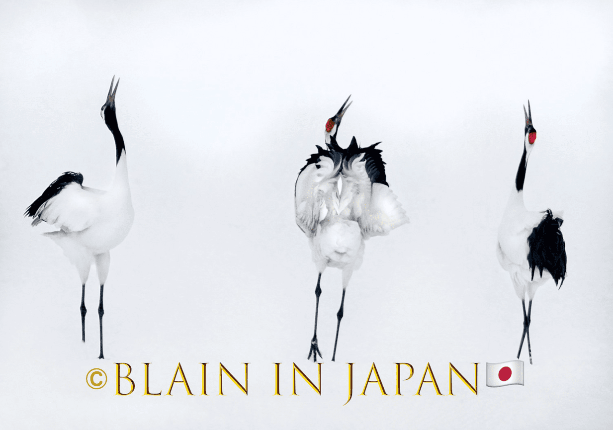 Hokkaido Minimalist Wildlife Photo Adventure: A Photographer’s Dream