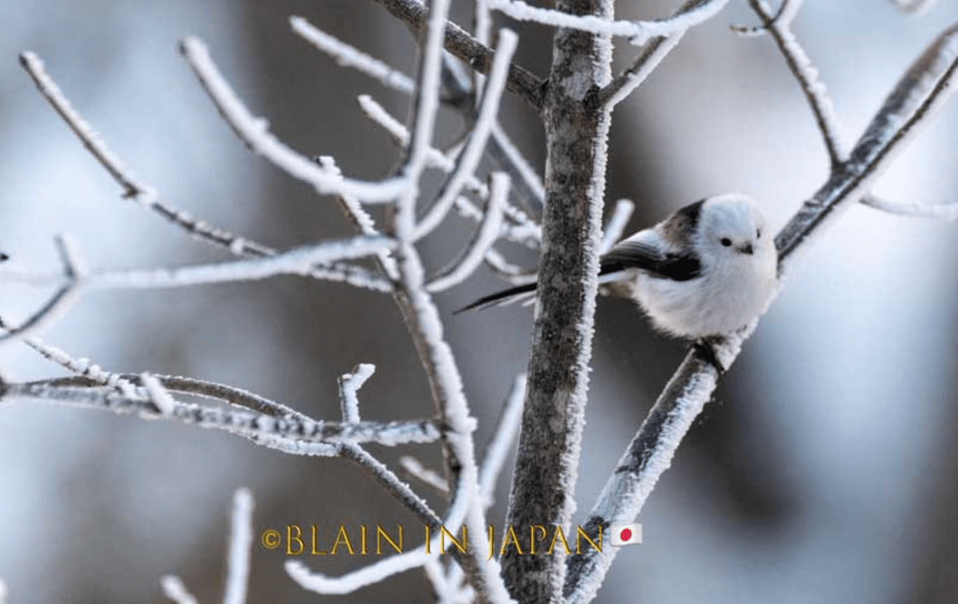 Photograph the Iconic Shima Enaga on a Winter Wildlife Tour in Hokkaido