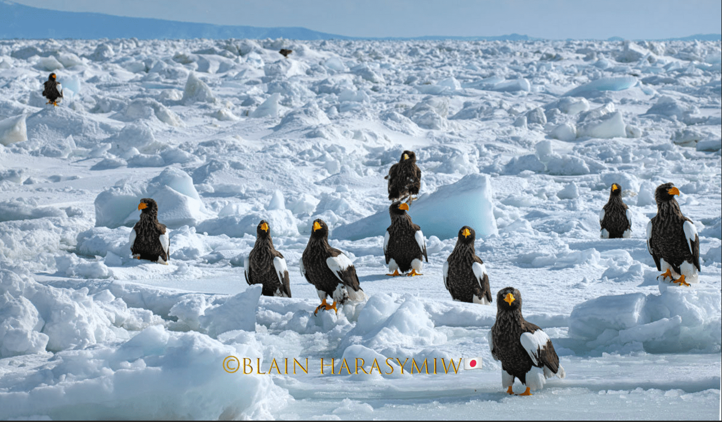 Discover Matsumoto Castle on a Hokkaido Photo Tour with JDS!