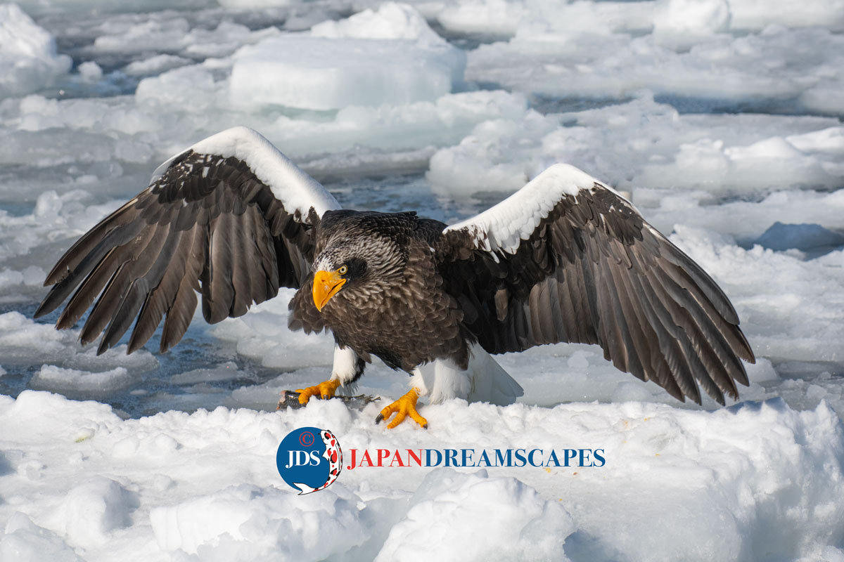 Hokkaido Birding In Winter JAPAN DREAMSCAPES