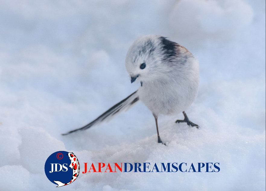 Discover Matsumoto Castle on a Hokkaido Photo Tour with JDS!