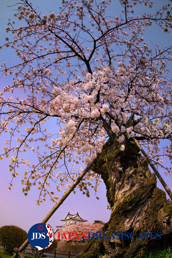 Autumn Leaves Photography Tour at Mt. Fuji and the Fuji Five Lakes