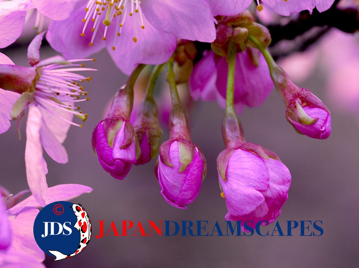 Capture Japan’s Stunning Cherry Blossoms: A Dream Photography Tour