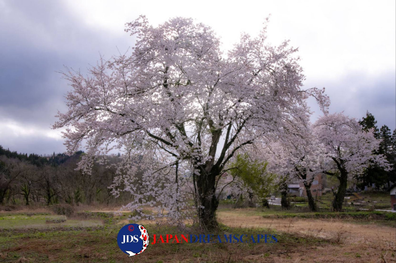 Niigata Private Photo Tour – Wildlife, Birding, and Rice Field Photography in Japan’s Hidden Gem
