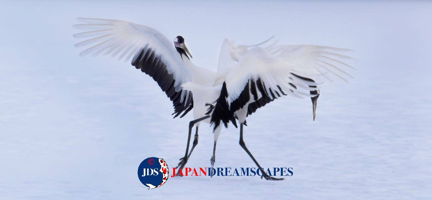 Autumn Leaves Photography Tour at Mt. Fuji and the Fuji Five Lakes