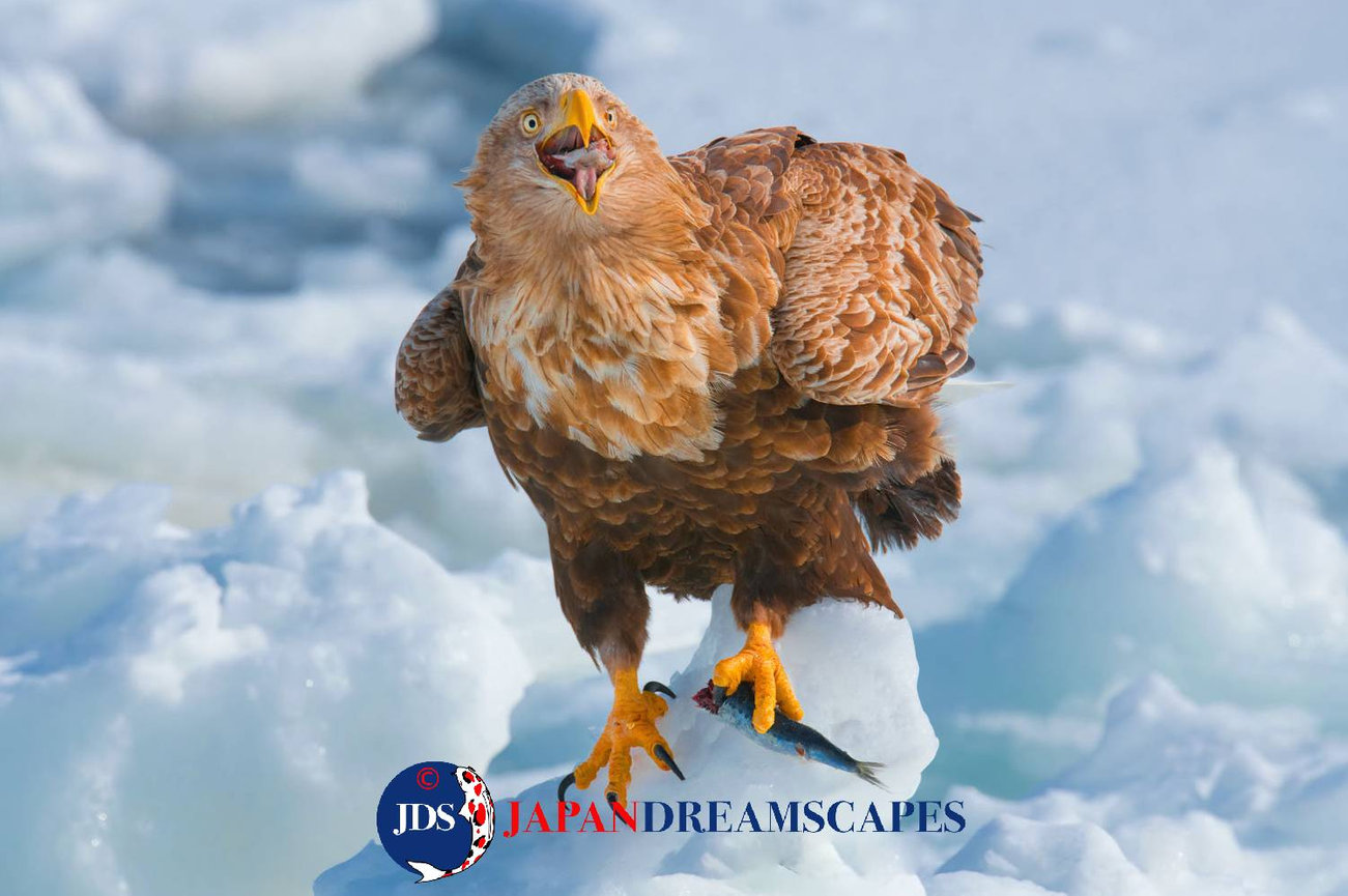 Autumn Leaves Photography Tour at Mt. Fuji and the Fuji Five Lakes